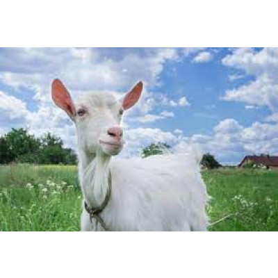 Výlet na Kozí farmu